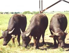 F1 (River * Swamp) bulls at Berrimah Farm NT