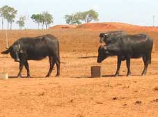 Dry season lick block trial Beatrice Hill Farm near Darwin