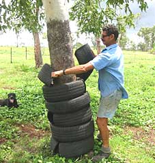 Ernie Schluep protecting trees at Milkwood Farm
